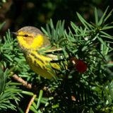 Birding In Peace