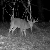 Discovering Hawk Mountain Wildlife