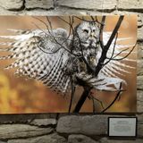 Southern Adirondack Audubon Society Photography Showcase