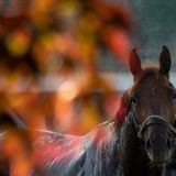 Trick or Treat at the Track
