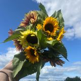 Sunflower Festival