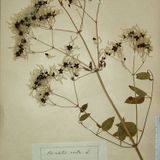 Herbarium Tour