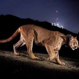 National Geographic Live: Wild Oceans, Wild Earth: Fangs & Fins
