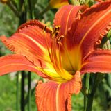 Missouri Botanical Garden Daylily Association Plant Sale