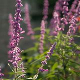 Webster Groves Herb Society Display