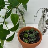 Propagating Plants at Home