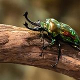 Super Bugs: Session 2