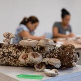 Arte en el Noguchi: Hongosto–Caminata de hongos en colaboración con la Sociedad Micológica de Nueva York