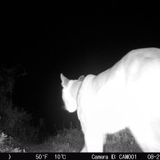 Sunset & Full Moon Hike: Who Is The Prey? | Tennessee Valley