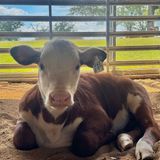 Visit the Show Barn and meet a Hereford