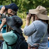 Bird Walk