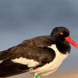 Beach Bird Walk (Hatteras)