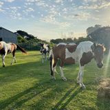 Banker Ponies