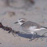 California Coastal Cleanup Day