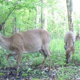 Public Input Open House: White-tailed Deer Management Plan for Richmond National Battlefield Park