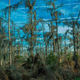 Barataria Preserve - Wetland Trace Walk