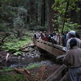 Into the Woods