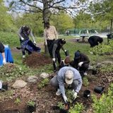 Restoration Fridays at Forest Park