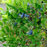 What Grows in Our Backyard?