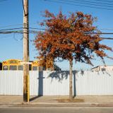 New Dendrology