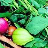 GreenThumb Harvest Fair 2026