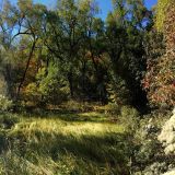 Volunteer: Sherman Creek Stewards