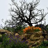 Nature Creativity: Oil Pastels (free)