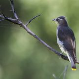 Prospect Park Fall Migration Walks