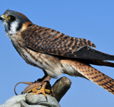 Wingin' It: Up Close with Real Raptors
