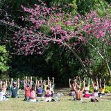 YOGA on the lawn