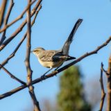 Fall Birding