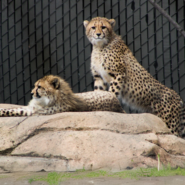 Cheetah Conservation Day