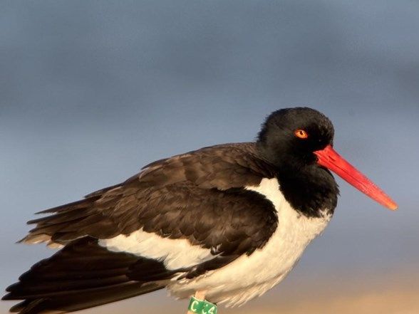 Beach Bird Walk (Hatteras)